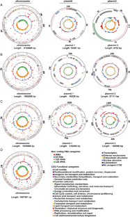 Genomics-based analysis of four porcine-derived lactic acid bacteria strains and their evaluation as potential probiotics.