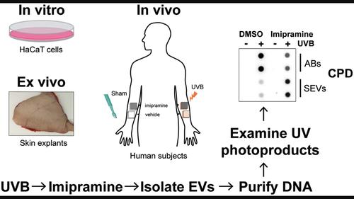 The acid sphingomyelinase inhibitor imipramine enhances the release of UV photoproduct-containing DNA in small extracellular vesicles in UVB-irradiated human skin.