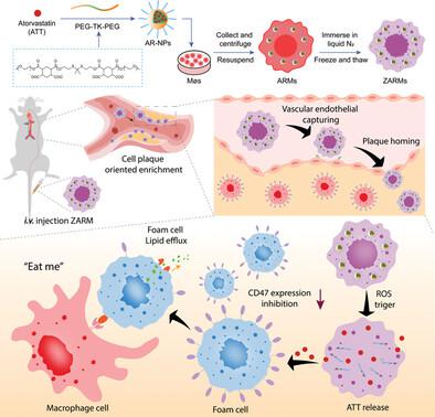 A Zombie Macrophage-Based “Trojan horse” Enhances the Effect of Efferocytosis Through Immune Regulation for Atherosclerosis Treatment