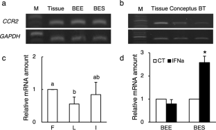 C-C motif chemokine ligand 2 regulates prostaglandin synthesis and embryo attachment of the bovine endometrium during implantation.