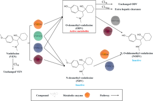 Physiologically Based Pharmacokinetic Modeling to Unravel the Drug-gene Interactions of Venlafaxine: Based on Activity Score-dependent Metabolism by CYP2D6 and CYP2C19 Polymorphisms