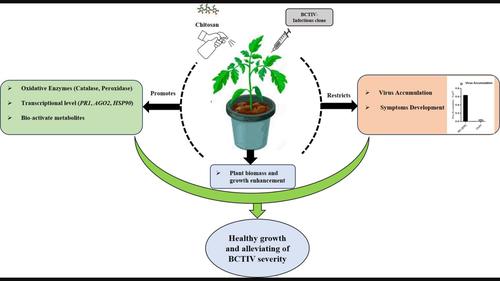 Eco-friendly chitosan polymer mitigates disease severity and mediates plant resistance against Beet curly top Iran virus in tomato