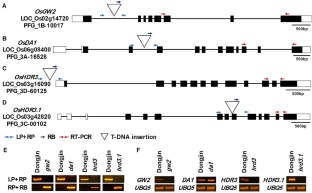 T-DNA insertion mutants of Arabidopsis DA1 orthologous genes displayed altered plant height and yield-related traits in rice (O. Sativa L.).