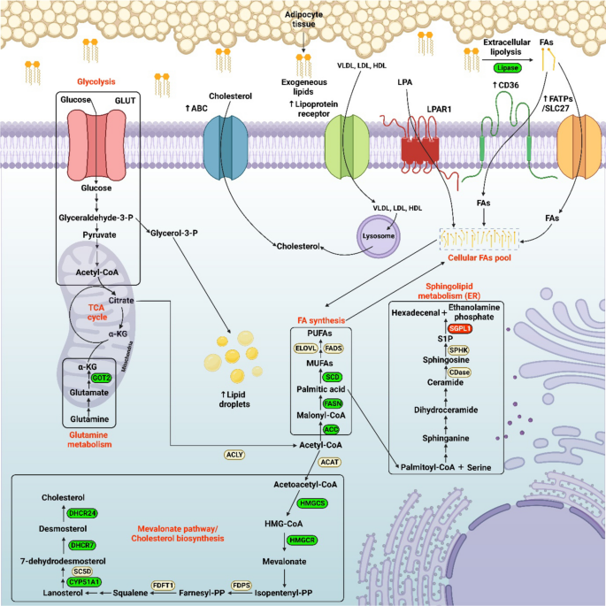 Lipid metabolism and its implications in tumor cell plasticity and drug resistance: what we learned thus far?