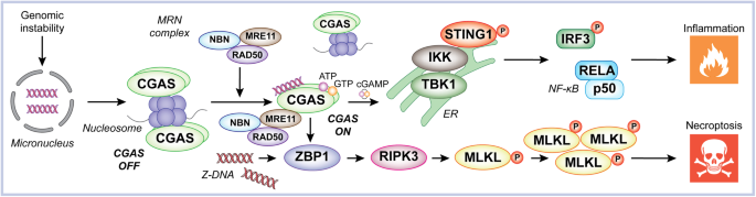 MRE11 mobilizes CGAS and drives ZBP1-dependent necroptosis