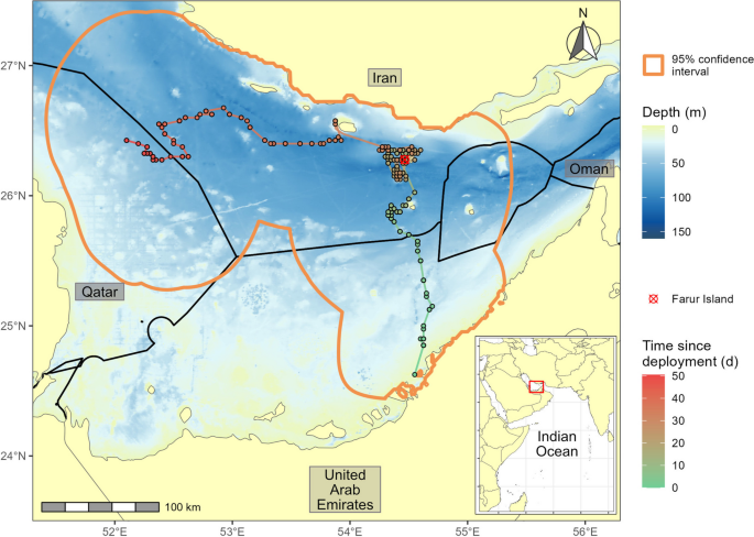 A wandering wedgefish illustrates the need for cooperative elasmobranch conservation in the Arabian Gulf