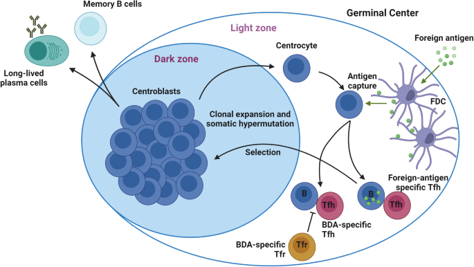 T follicular regulatory cells keep B cell-directed autoreactivity in check