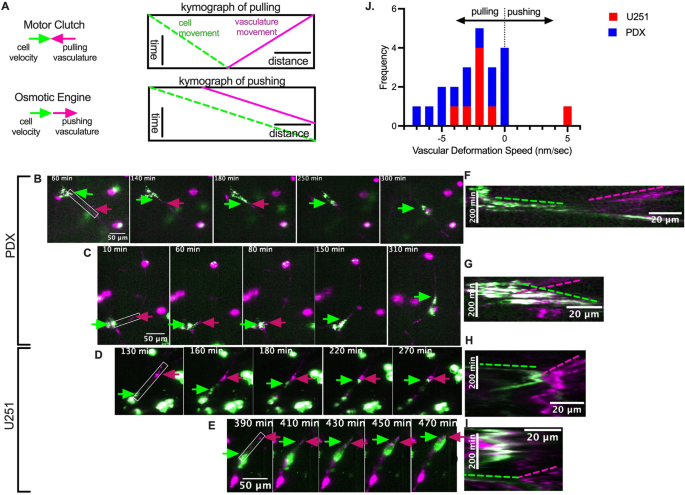 Glioblastoma Cells Use an Integrin- and CD44-Mediated Motor-Clutch Mode of Migration in Brain Tissue