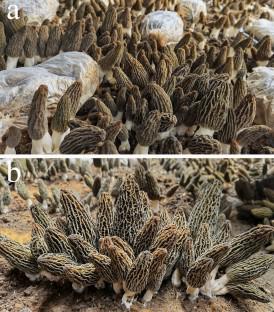 Species diversity of fungal pathogens on cultivated mushrooms: a case study on morels (Morchella, Pezizales)