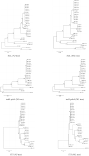 Molecular identification of DNA barcoding of Leguminous toxic species and quantitative analysis by ELISA kits