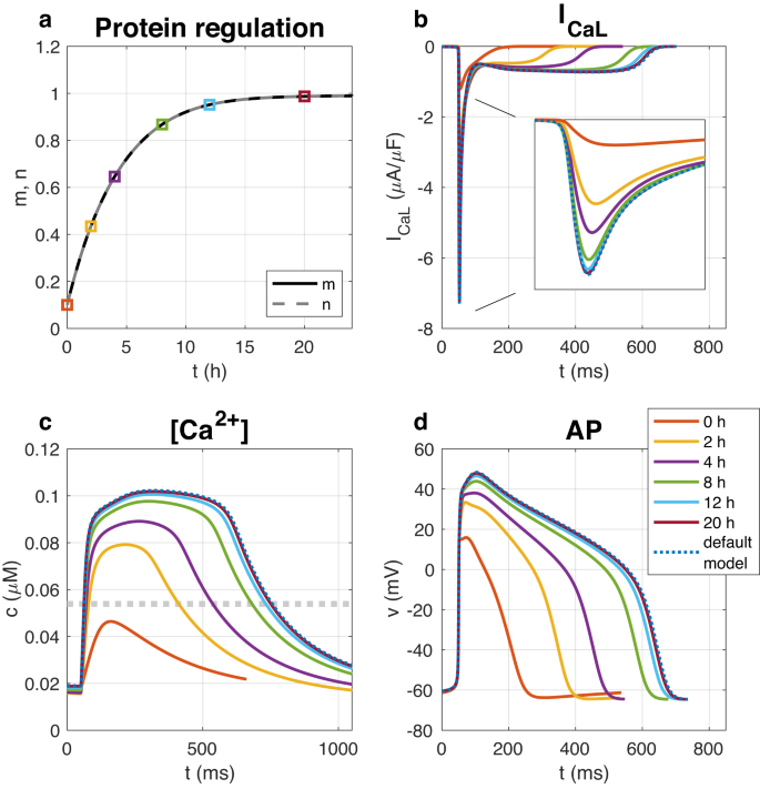 Do calcium channel blockers applied to cardiomyocytes cause increased channel expression resulting in reduced efficacy?