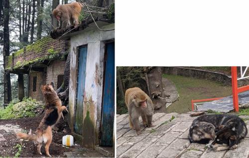 Lethal dog attacks on adult rhesus macaques (Macaca mulatta) in an anthropogenic landscape.