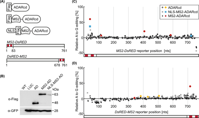 A transient in planta editing assay identifies specific binding of the splicing regulator PTB as a prerequisite for cassette exon inclusion.