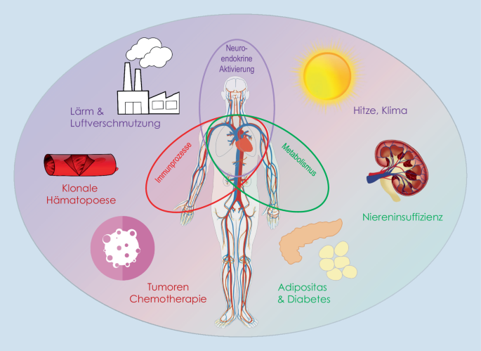 [Interfaces in cardiovascular medicine].