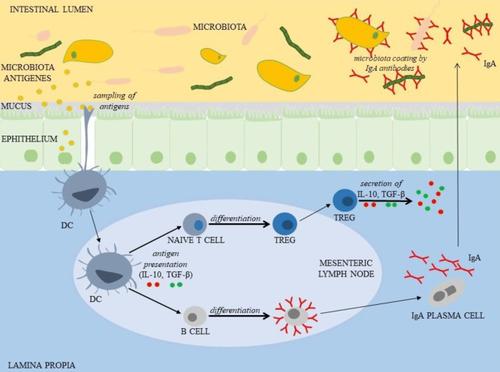 Involvement of gut microbiota in multiple sclerosis-review of a new pathophysiological hypothesis and potential treatment target.