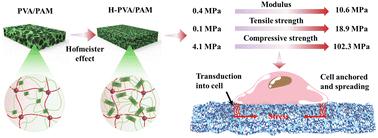 Strong, tough, and elastic poly(vinyl alcohol)/polyacrylamide DN hydrogels based on the Hofmeister effect for articular cartilage replacement†