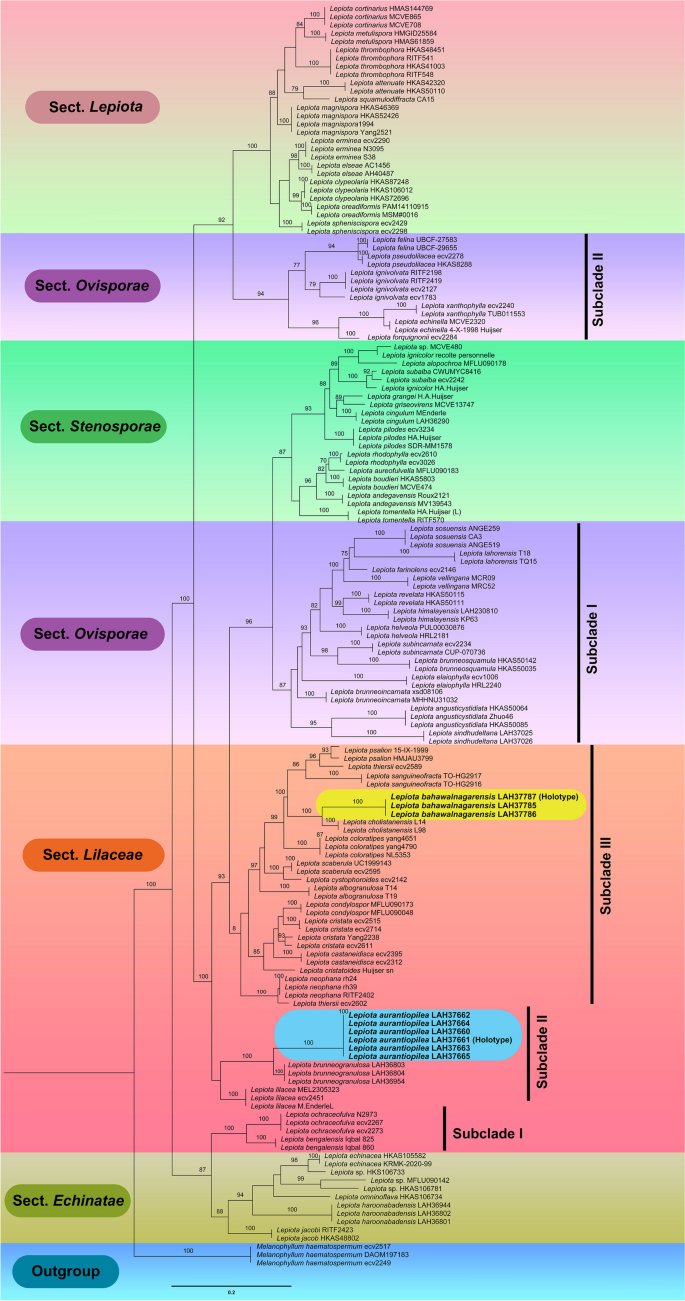 Mycological surveys reveal two new species of genus Lepiota (Agaricaceae) from the semi-arid climatic region of Punjab, Pakistan