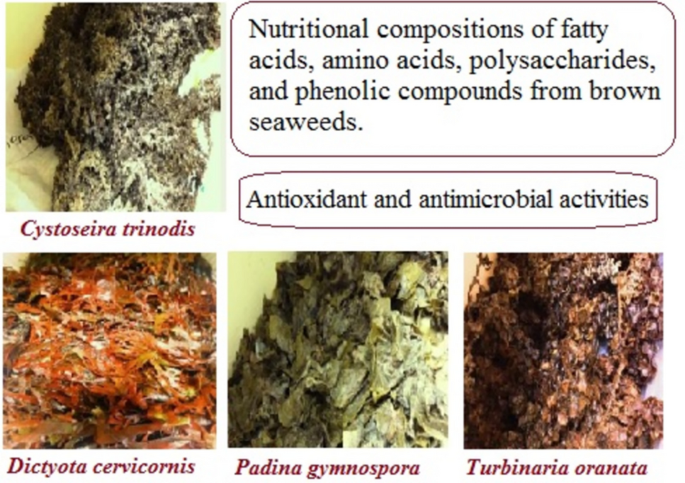 Biochemical Assessment of Some Red Sea Brown Algae with Potential of Antioxidant and Antimicrobial Agents