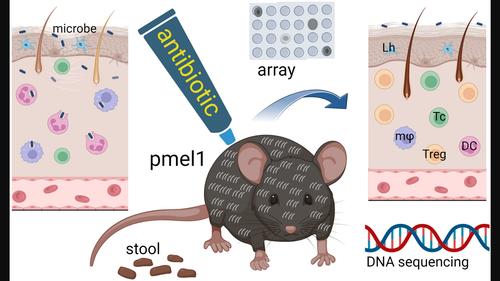 Topical antibiotics limit depigmentation in a mouse model of vitiligo