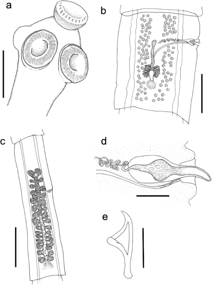 Description and molecular data of a new cestode parasite, Cladotaenia anomala n. sp. (Paruterinidae) from the Australasian harrier (Circus approximans Peale) in New Zealand.