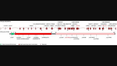 Functional assessment of a novel biallelic MYH3 variation causing CPSKF1B (contractures, pterygia, and spondylocarpotarsal fusion syndrome1B).