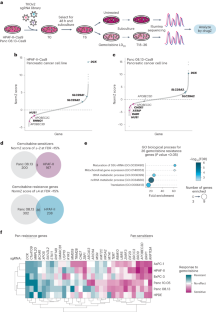 Cytidine deaminases APOBEC3C and APOBEC3D promote DNA replication stress resistance in pancreatic cancer cells