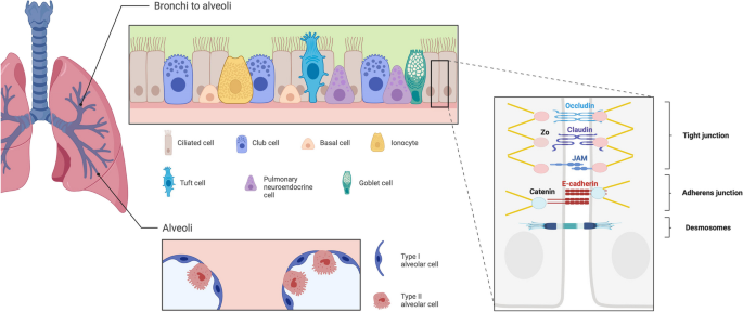 Physiological and immunological barriers in the lung.