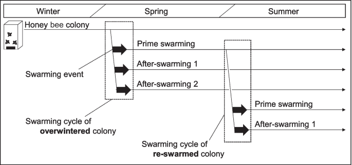 Japanese honey bees (Apis cerana japonica) have swarmed more often over the last two decades