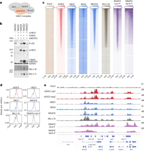 Guiding the HBO1 complex function through the JADE subunit