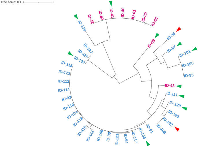 Vanadium Accumulation and Reduction by Vanadium-Accumulating Bacteria Isolated from the Intestinal Contents of Ciona robusta