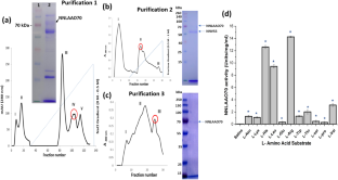 Cobra (Naja naja) venom L-amino acid oxidase (NNLAAO70) induces apoptosis and secondary necrosis in human lung epithelial cancer cells