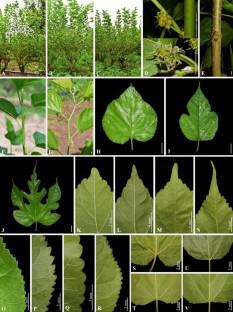 Genetic diversity of Thailand reserved mulberry germplasm based on morphological characteristics and newly developed EST-SSR and SRAP markers