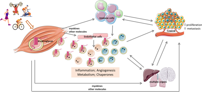 Exploiting the therapeutic potential of contracting skeletal muscle-released extracellular vesicles in cancer: Current insights and future directions.