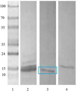 Effect of Organic Solvents on the Activity, Stability and Secondary Structure of asclepain cI, Using FTIR and Molecular Dynamics Simulations.