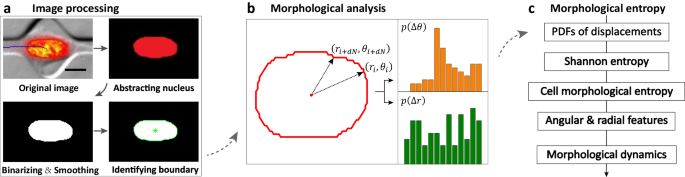 Morphological entropy encodes cellular migration strategies on multiple length scales.