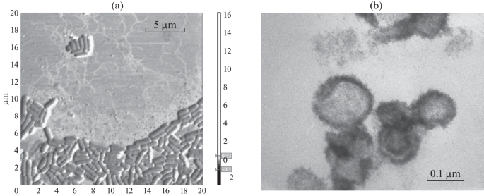 The Proteome of Extracellular Membrane Vesicles from Bacillus pumilus 3-19