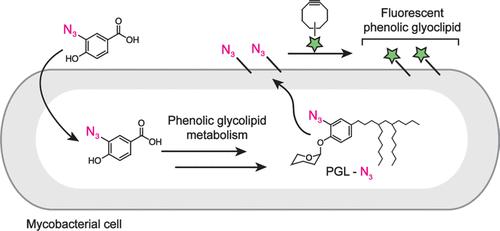 Bioorthogonal Metabolic Labeling of the Virulence Factor Phenolic Glycolipid in Mycobacteria