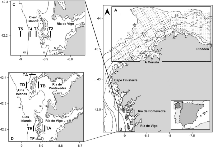 Age and growth analysis of Loliginidae squid paralarvae in the NW Spanish coast using statolith increment counts