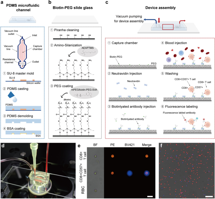 Microfluidic Capture Device for Simple, Cell Surface Marker-Based Quantification of Senescent CD8+ T Cells