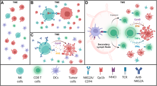 Intratumoral NK cell delivery combined with neutralization of the NKG2A pathway as treatment for solid cancer.