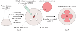 β-Tubulin of Fusarium as a Potential Target for Realization of Antifungal Activity of Ivermectin