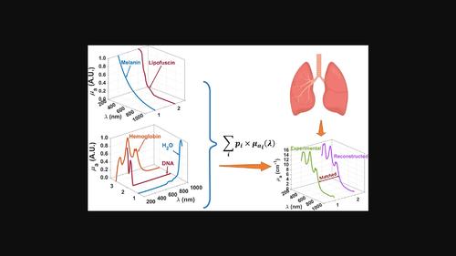 Analysis of the experimental absorption spectrum of the rabbit lung and identification of its components.