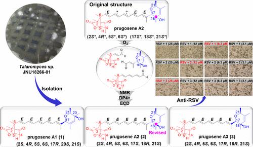 Absolute Configuration of Oxabornyl Polyenes Prugosenes A1–A3 and Structural Revision of Prugosene A2