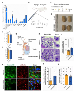 Kinesin-7 CENP-E mediates chromosome alignment and spindle assembly checkpoint in meiosis I.