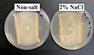 Enhancing Growth of Roselle Plants (Hibiscus sabdariffa L.) Using a Salt- and Drought-Tolerant Rhizobacteria-Soybean Biofertilizer