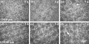 A multi-dimensional culture system model for hippocampal NSCs on PLLA microwell pattern