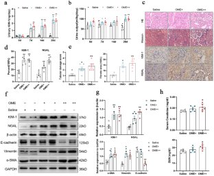 Blockade of aryl hydrocarbon receptor restricts omeprazole-induced chronic kidney disease.