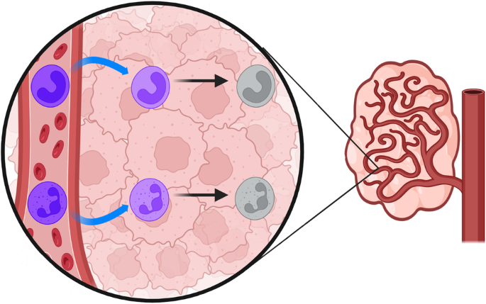 Neutrophils in the tumor microenvironment – when a company becomes a crowd