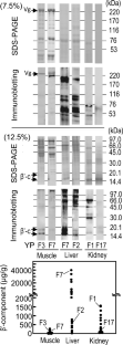 Safety evaluation of salmon muscle consumption in patients with salmon roe allergy