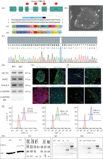 Derivation of Induced Pluripotent Stem Cells Line (RCPCMi009-A-1) with Knockout of the UBE2A Gene Using CRISPR/Cas9 Genome Editing